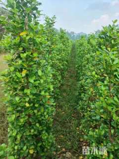 高度150厘米火山榕