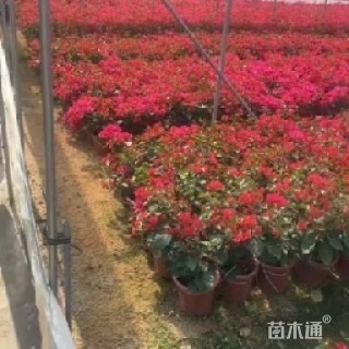 高度35厘米三角梅