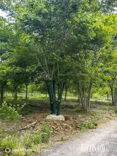 65公分(5杆)丛生朴树