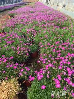 高度20厘米地被石竹