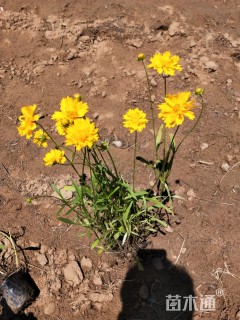 金鸡菊