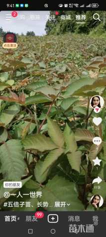 70公分大叶女贞