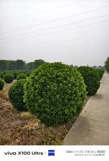 冠幅200厘米大叶黄杨球
