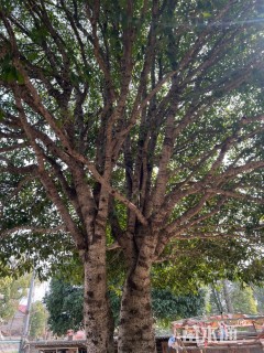 高度1000厘米丛生桂花