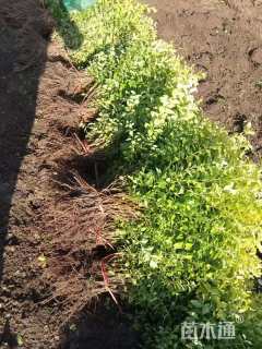 高度30厘米金叶女贞