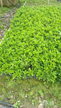 高度22厘米杜鹃