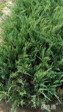 高度60厘米沙地柏