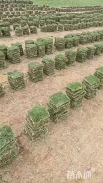 草块状马尼拉草