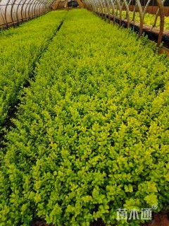 高度30厘米金冠柏