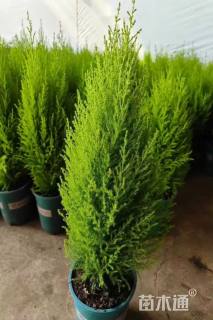 高度30厘米香柏