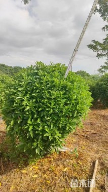 高度100厘米非洲茉莉球