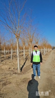 24公分金丝垂柳