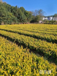 高度30厘米金森女贞