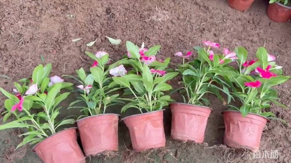 高度28厘米长春花