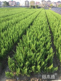 高度30厘米小龙柏