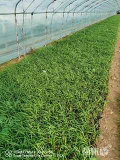 高度15厘米吉祥草