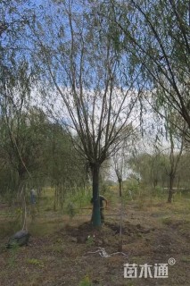 20公分金丝垂柳