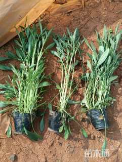 高度25厘米大花金鸡菊