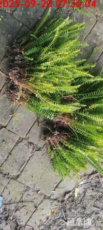 高度60厘米肾蕨