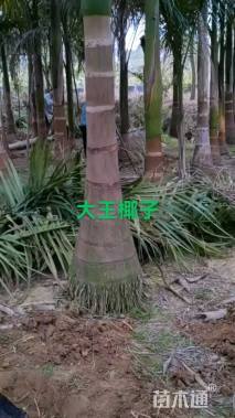 裸干高250厘米大王椰子