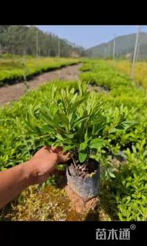 高度25厘米杜鹃