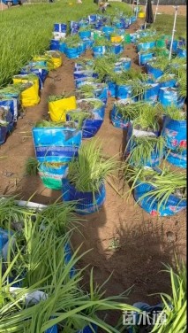 高度40厘米德国鸢尾