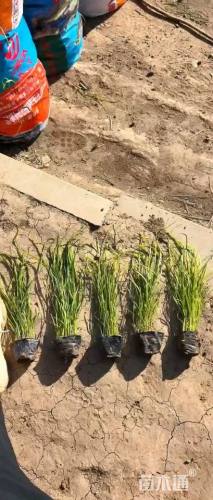 高度30厘米画眉草