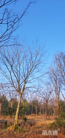 20公分朴树