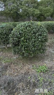 冠幅150厘米无刺枸骨球