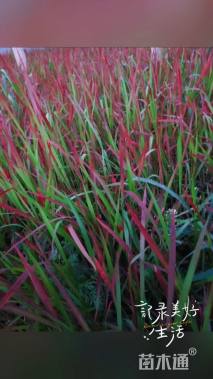 高度40厘米血草