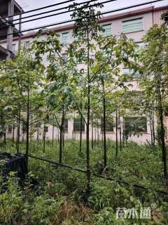 3公分澳洲火焰木