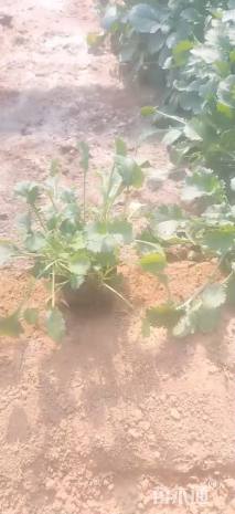 高度20厘米柳叶马鞭草