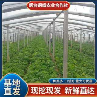 高度20厘米番薯