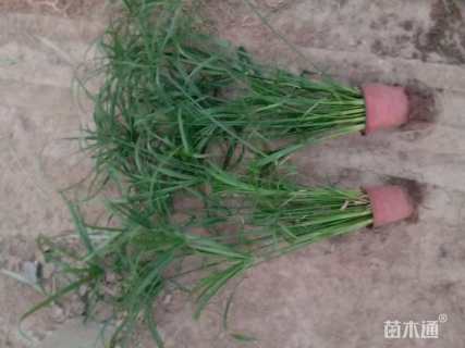 高度30厘米旱伞草