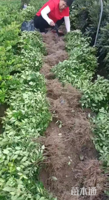 高度30厘米金森女贞