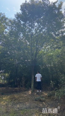 18公分榉树