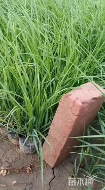高度20厘米金叶石菖蒲