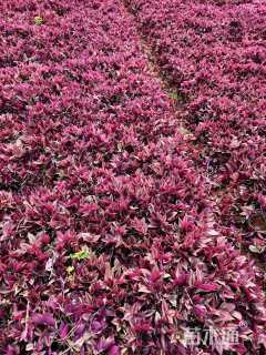 高度25厘米吊竹梅