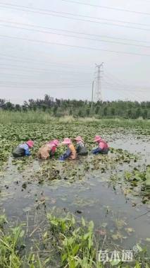 高度30厘米睡莲