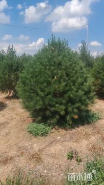 高度300厘米白皮松