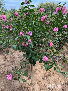 高度180厘米红花木槿