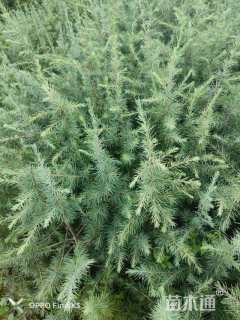 高度60厘米雪松