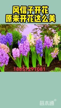 风信子种球