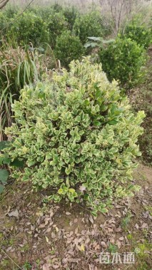 冠幅80厘米金边黄杨球