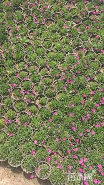 高度20厘米欧石竹