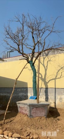 高度400厘米石榴