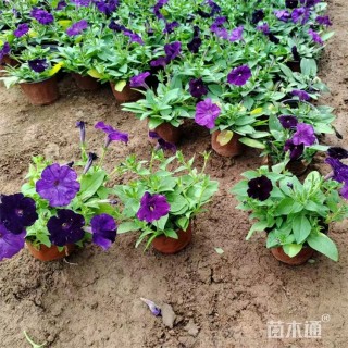 高度22厘米矮牵牛