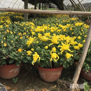 高度35厘米菊花