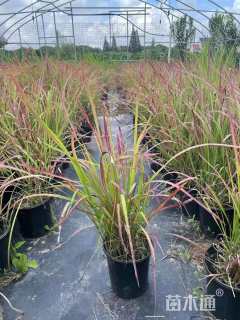 高度60厘米血草