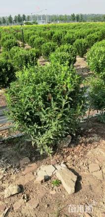 高度80厘米连翘